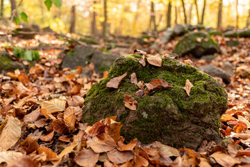 Hojas caídas en el suelo en paisaje otoñal, en un bosque
