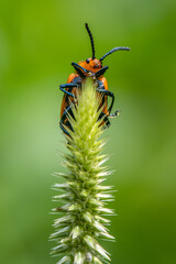 orange ladibug in garden