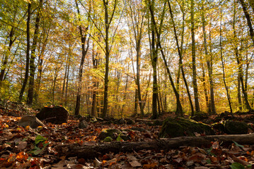 Luz de sol a través de los arboles de un bosque en otoño lleno de hojas en el suelo