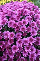Purple flowers background 