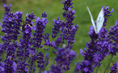 Obraz premium lavender with bumblebbes