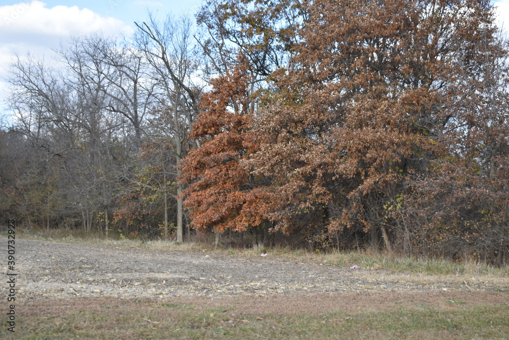 Canvas Prints fall field