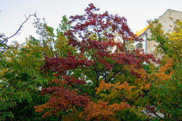 Naklejka premium Red Maple tree landscape in Schoneberg Berlin Germany