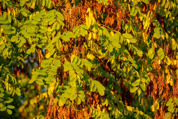 Robinia pseudoacacia closeup growing in Schoneberg Berlin Germany
