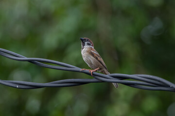 house sparow perched on cables
