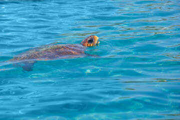 Fototapeta premium The Caretta Caretta turtle floated to the surface of the sea. Copy space