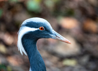 Birds in Nature