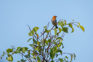 the sunbird on a branch
