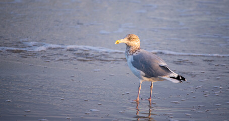 Seagull at the Beach