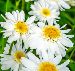 Obraz premium Buisson de fleurs