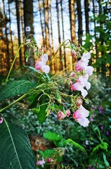 flowers in the garden