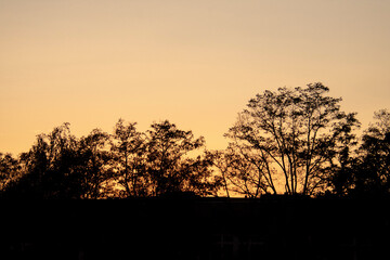 Fototapeta na wymiar Tree sunset sky landscape in Schoneberg Berlin Germany