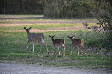 A doe and two fawns in  forest.