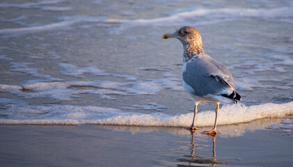 Seagull at the Beach