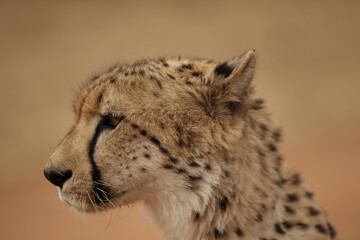 Adult Cheetah close up