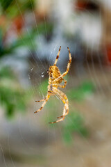 A spider on the web