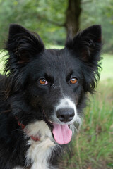 Portrait of a sheepdog at a meadow