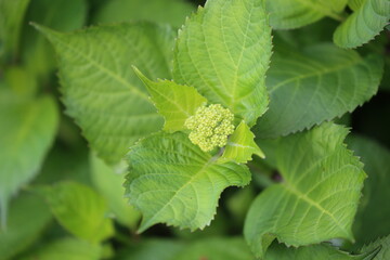 小さなアジサイのつぼみ