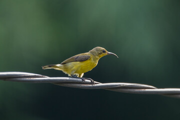 The Olive-backed Sunbird or Cinnyris jugularis