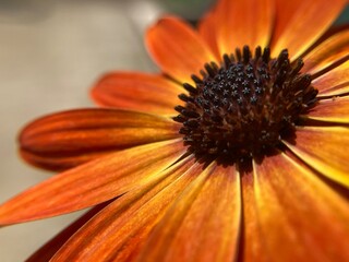 close up of orange flower