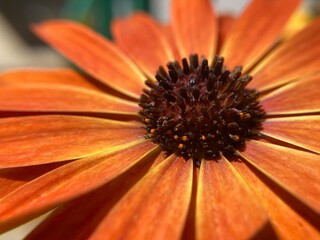 orange gerbera flower