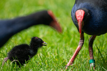 A Pukeko chick Swamp hen bird in New Zealand is protected by its parents