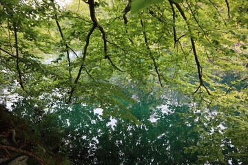 Branches of trees with green leaves are reflected in the clear water of the lake, autumn in Plitvice Lakes National Park