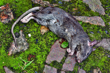 Big rat is lying on the grass