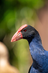 Close up of a Pukeko Swamp hen bird in New Zealand