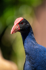 Obraz premium Close up of a Pukeko Swamp hen bird in New Zealand