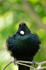 Close up of a New Zealand Tui bird with nectar on it's beak and ruffled feathers
