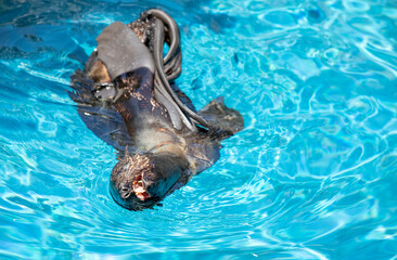 teller Sea Lions swimming