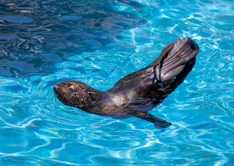 Obraz premium teller Sea Lions swimming