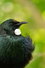 Close up of a New Zealand Tui bird with nectar on it's beak and ruffled feathers