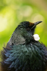Close up of a New Zealand Tui bird with nectar on it's beak