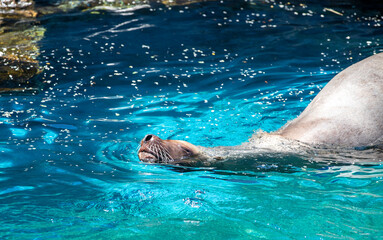 Obraz premium teller Sea Lions swimming