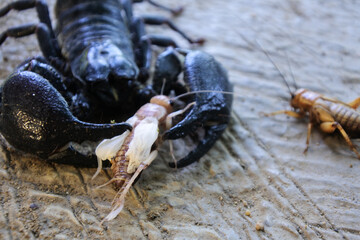 Black emperor scorpion on the sand preying on insects