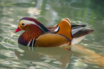 mandarin duck in the park