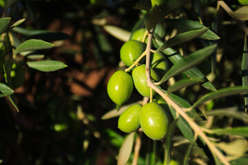 Olive branch on tree, closeup