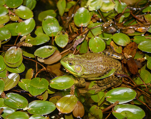 Bullfrog in a marshy pond