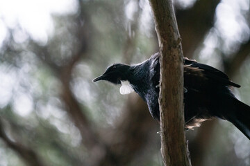 A New Zealand Tui Bird in a tree