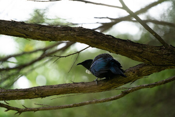 A New Zealand Tui Bird in a tree