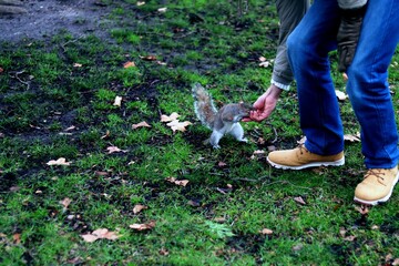 Squirrel getting fed a nut by a human
