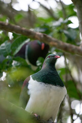Close up of a Kereru New Zealand Wood Pigeon Bird 
