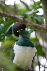 Close up of a Kereru New Zealand Wood Pigeon Bird 