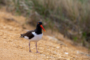 Oystercatcher on an Atlantic ocean beach