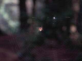 Spider One