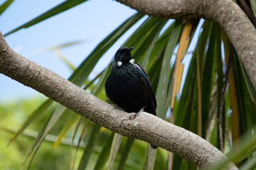 A New Zealand Tui Bird perched in a cabbage tree
