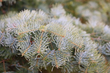 close up of pine needles