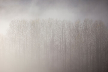 Trees in the winter mist